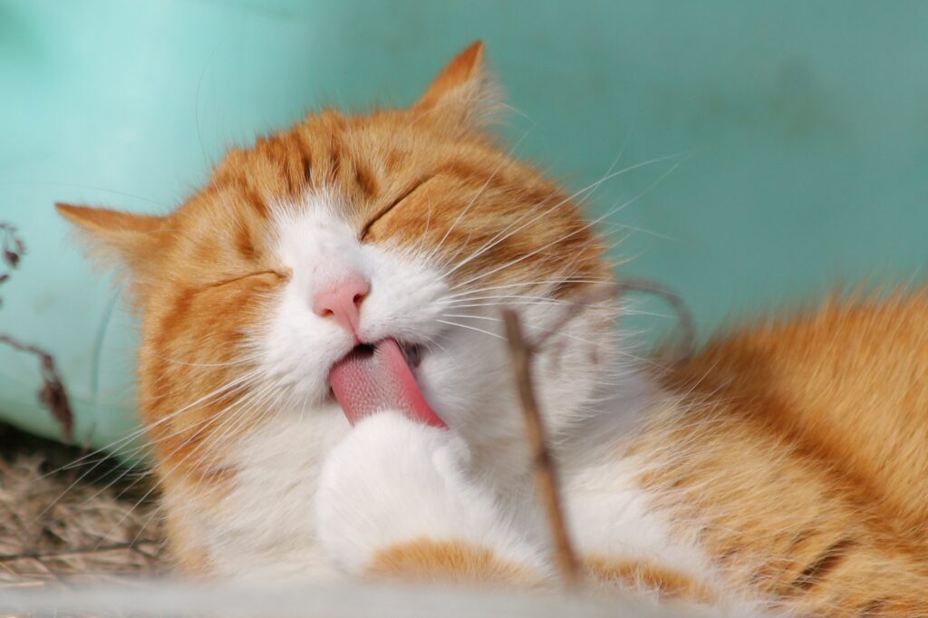 When a cat has a cold, do they sneeze?