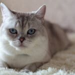 Why Is My Cat Meowing So Much All of a Sudden? 8 Real Causes Explained