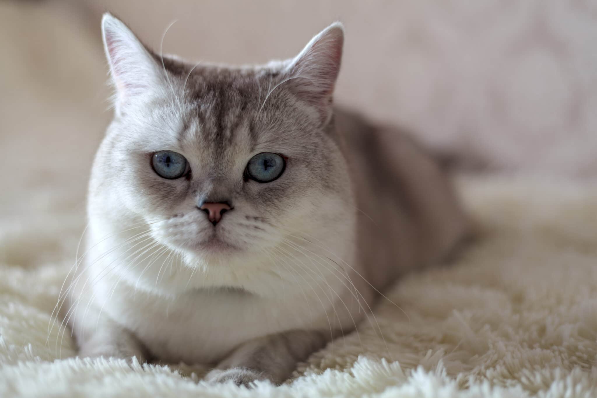 Why is my cat meowing so much all of a sudden?