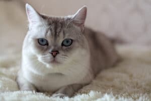 Why Is My Cat Meowing So Much All of a Sudden? 8 Real Causes Explained