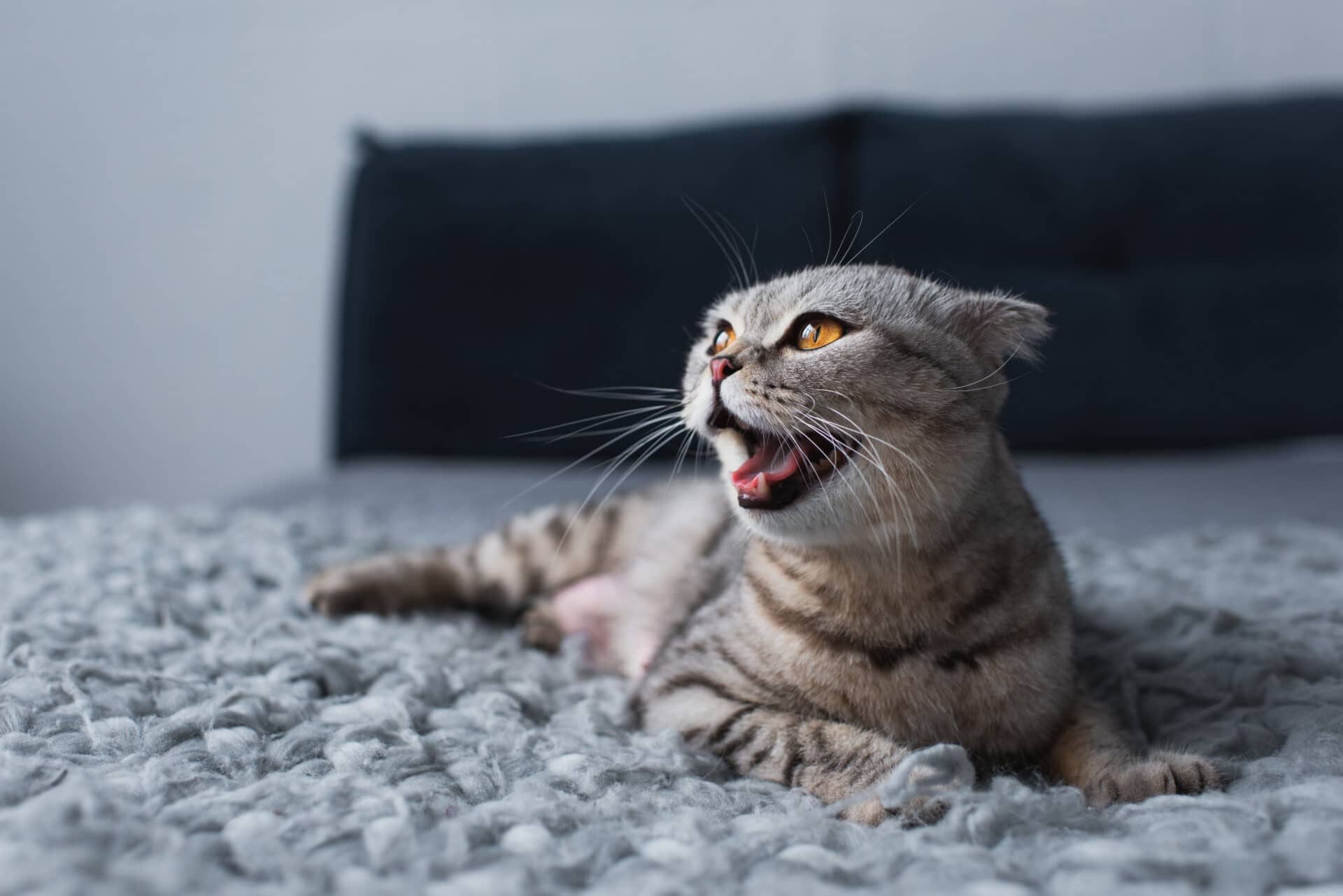 What to do when your cat is in heat