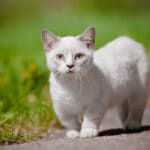 Which cats stay small? Small cat problems you should know