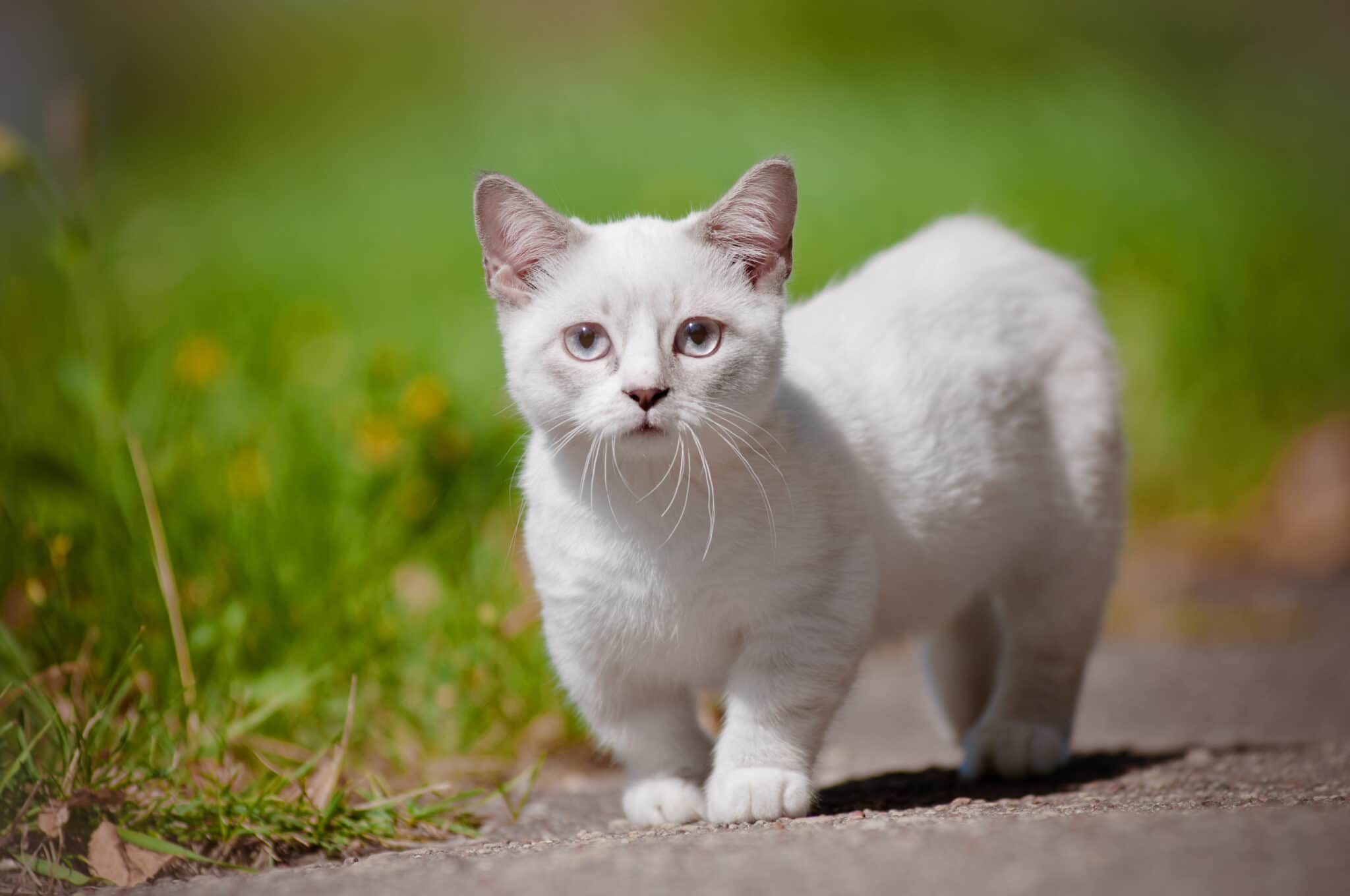Which cats stay small? Small cat problems you should know