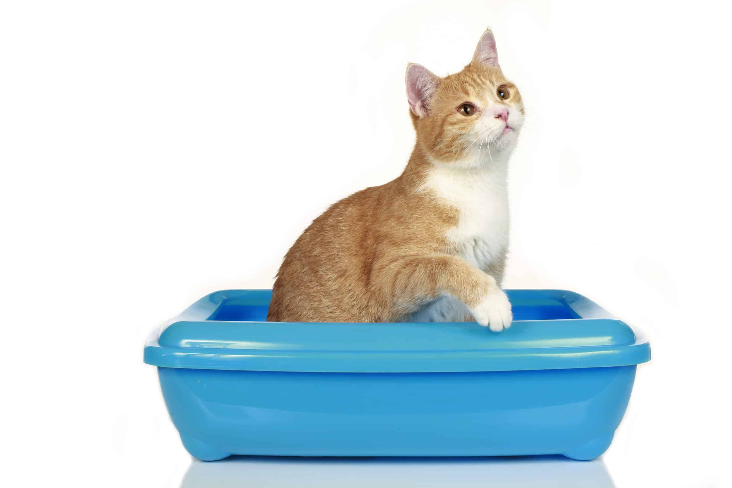 Why do cats poop outside the litter box