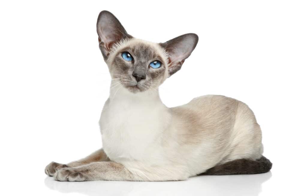 Oriental Blue-point siamese cat 