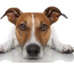 Why Does My Dog Stare at Me All the Time? (What They’re Really Thinking)