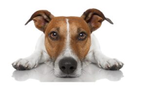 Why Does My Dog Stare at Me All the Time? (What They’re Really Thinking)