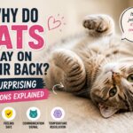 Why Do Cats Lay on Their Back? 8 Surprising Reasons Explained