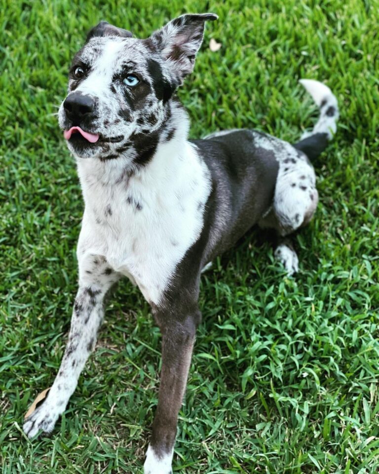 Catahoula mixed with Lab Meet the amazing Labahoula DOGS & CATS HQ