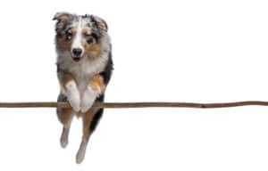 Do Australian Shepherds Shed a Lot of Hair? The Complete Guide to Aussie Coat and Hair Management