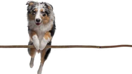 Do Australian Shepherds shed a lot of hair?The facts