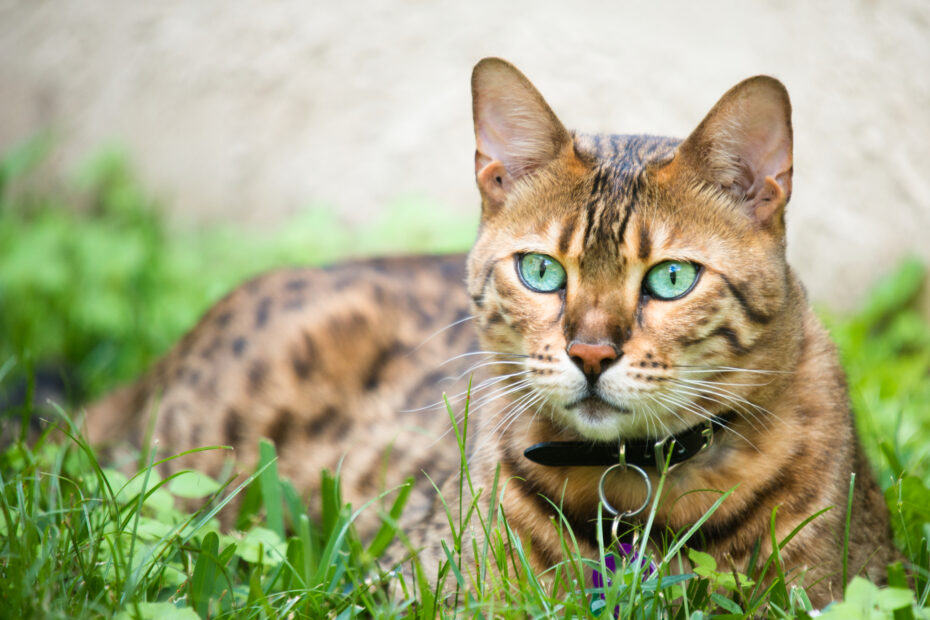 Are Bengal cats dangerous?