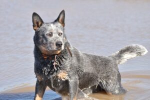 Australian Cattle Dog Behavior Issues: 8 Real Problems (And How to Fix Each One)
