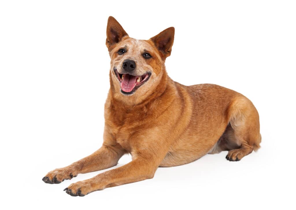 Australian Cattle Dog exercise requirements