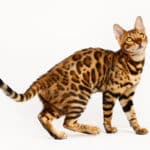 Bengal cat behavior – 13 issues you should know