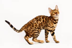 Bengal cat behavior – 13 issues you should know