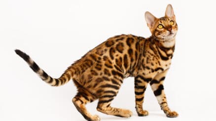 Bengal cat behavior – 13 issues you should know