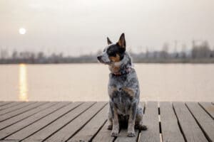 Are Australian Cattle Dogs Low Maintenance? The Honest Answer Nobody Gives You