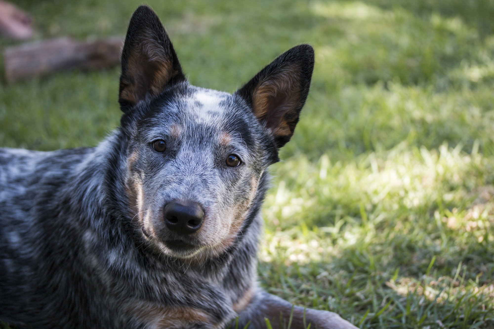 How to stop an Australian Cattle Dog from biting?