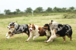 Why Do Australian Shepherds Wiggle? 6 Surprising Reasons Explained