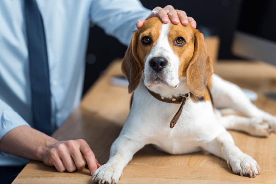 Are Beagles good for beginners?