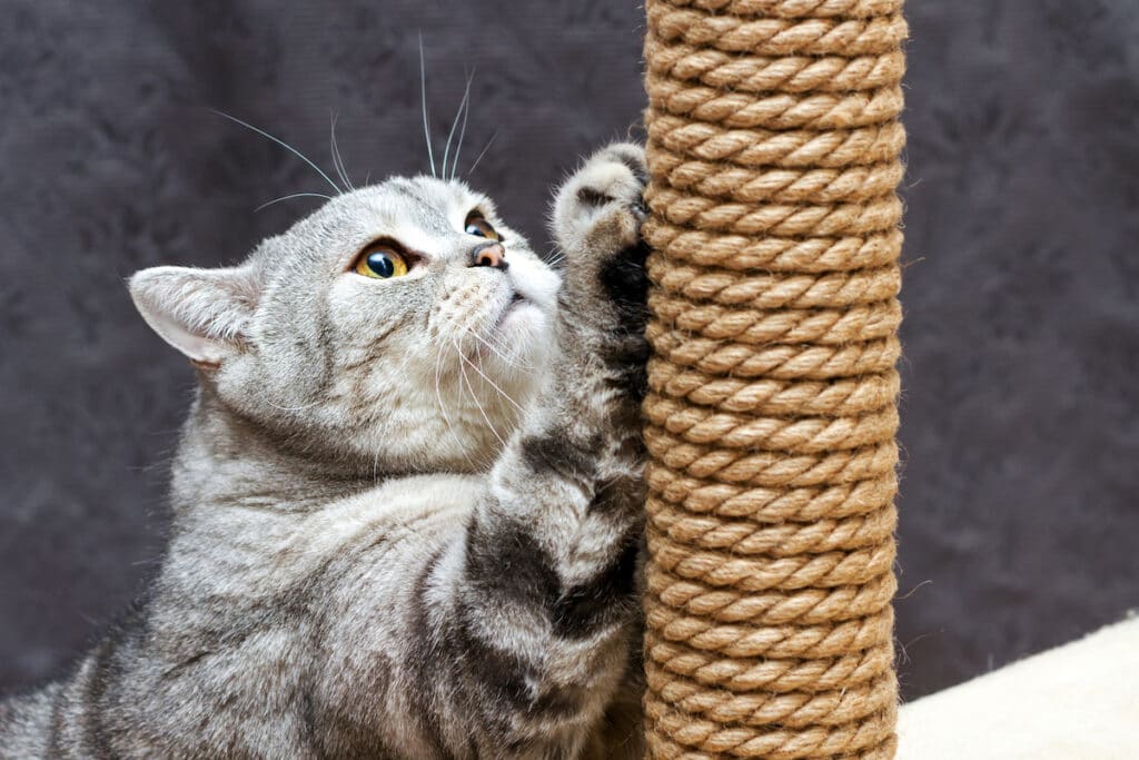 How do I get my cat to use the scratching post?