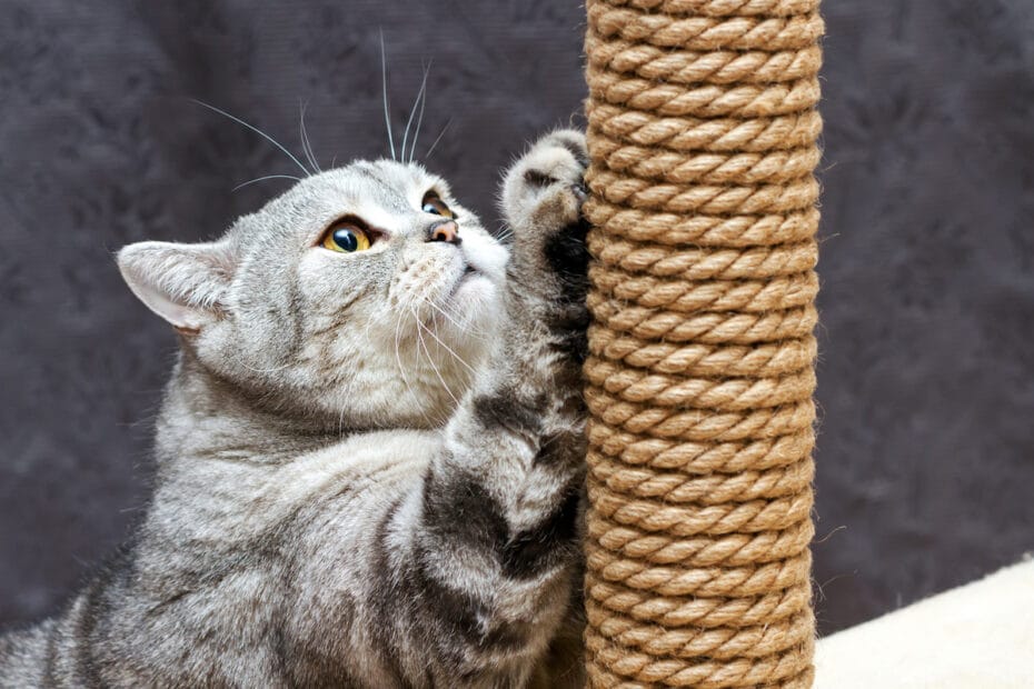 How do I get my cat to use the scratching post?