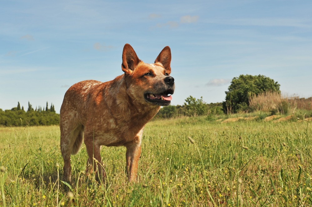 Australian Cattle Dog - best running dogs
