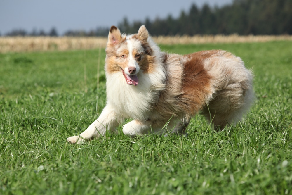 Australian Shepherd - best running dogs