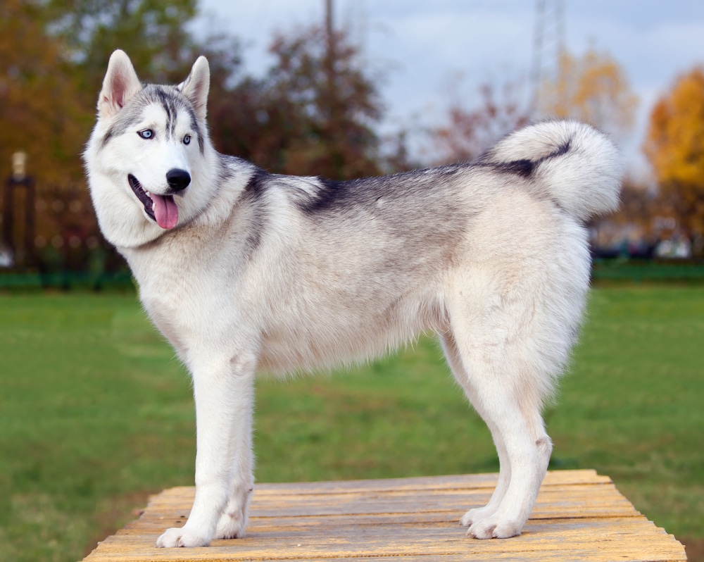 Siberian Husky - best running dogs