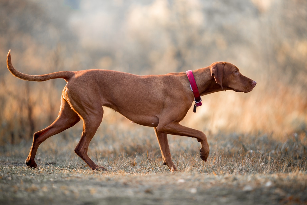 Vizsla - best running dogs