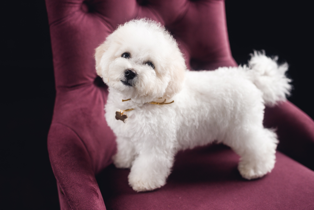 Bichon Frise - Cute dogs that don't shed