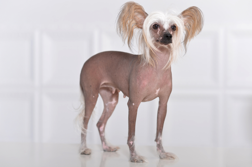 Cute dogs that don't shed - Chinese Crested