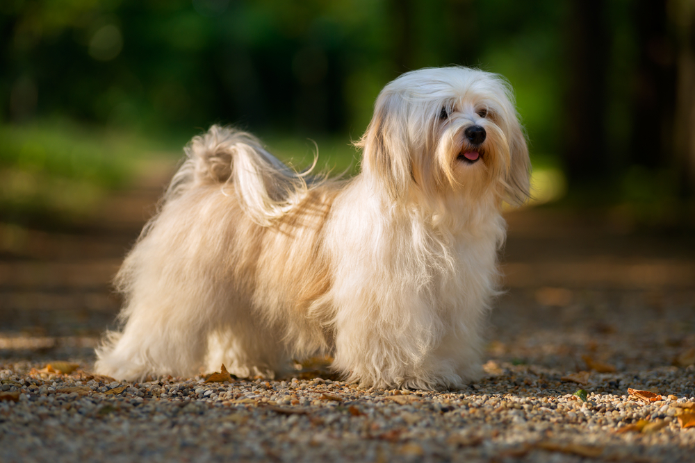 Cute dogs that don't shed - Havanese