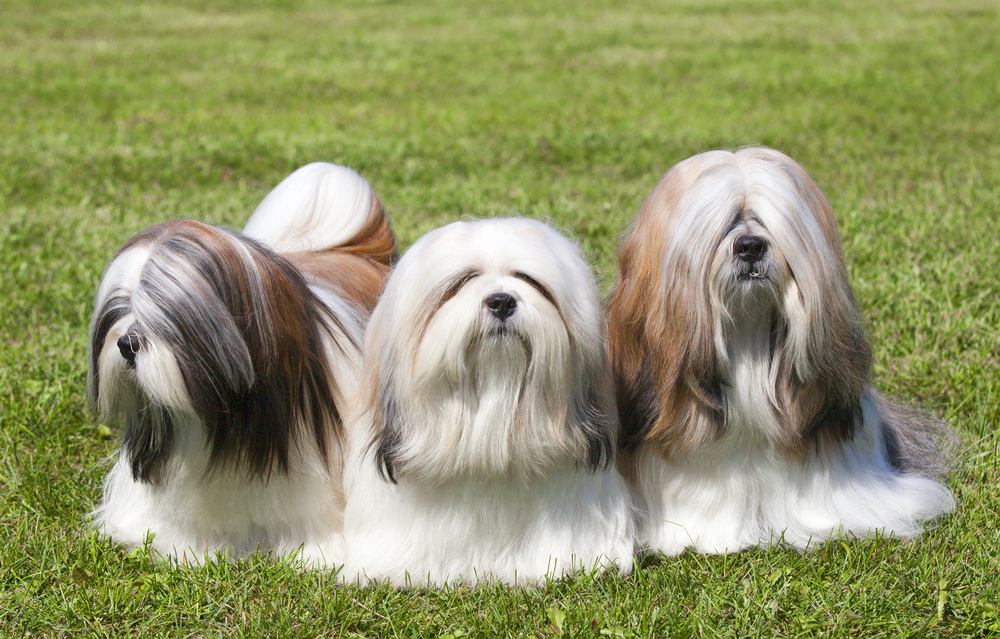 Cute dogs that don't shed - Lhasa Apso