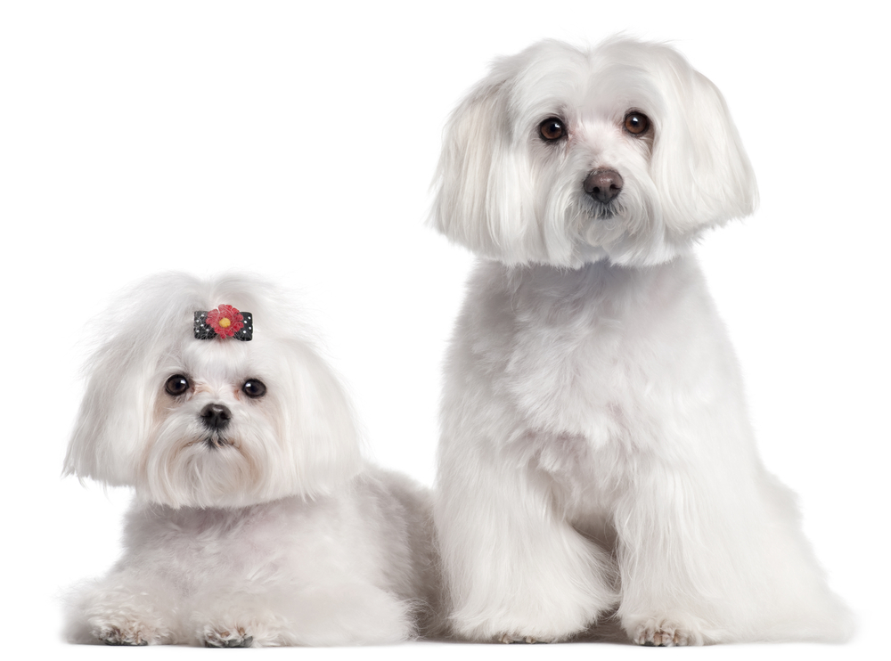 Maltese - Cute dogs that don't shed 