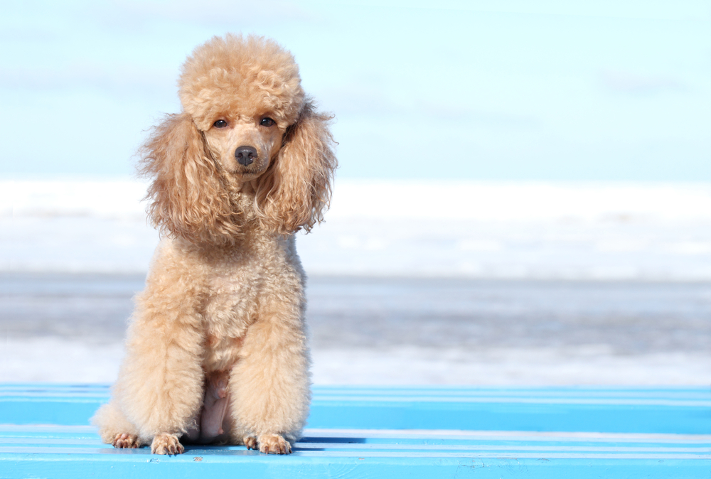 Miniature Poodles - Cute dogs that don't shed 