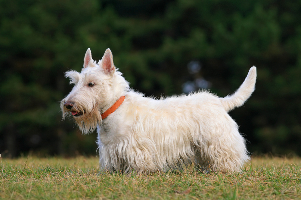 Scottish Terrier - Cute dogs that don't shed 