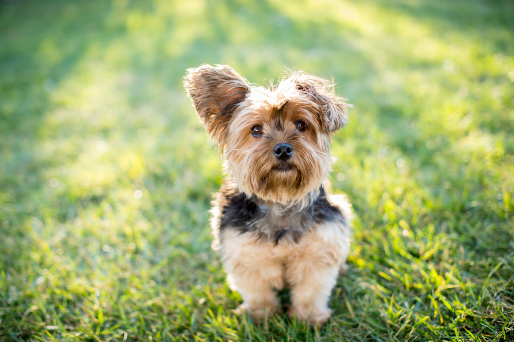 Cute dogs that don't shed - Yorkshire Terrier 