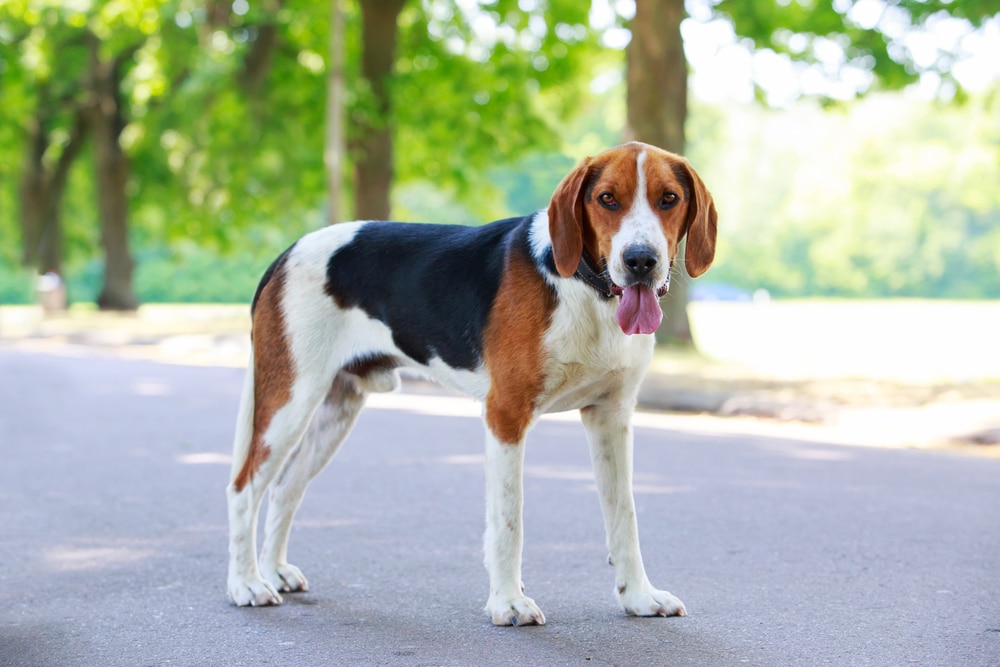 Hot Weather Dogs | The American Foxhound
