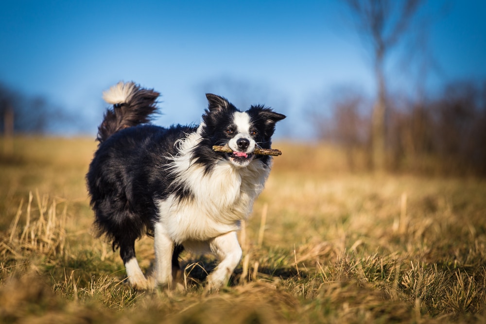 Hot Weather Dogs | Border Collie