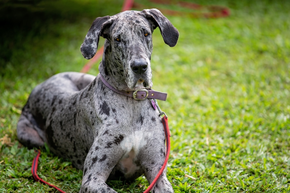 Hot Weather Dogs | Great Dane