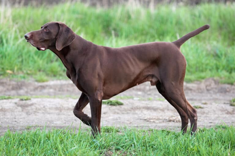 Hot weather dogs 14 breeds that can tolerate the heat DOGS & CATS HQ
