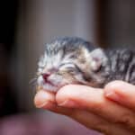 What Does It Mean When a Kitten Purrs? 7 Surprising Reasons Explained