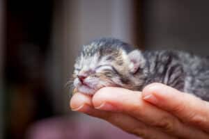 What Does It Mean When a Kitten Purrs? 7 Surprising Reasons Explained