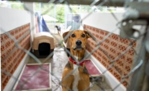 Tips for Adopting a Dog From a Shelter: 15 Essential Things to Know First