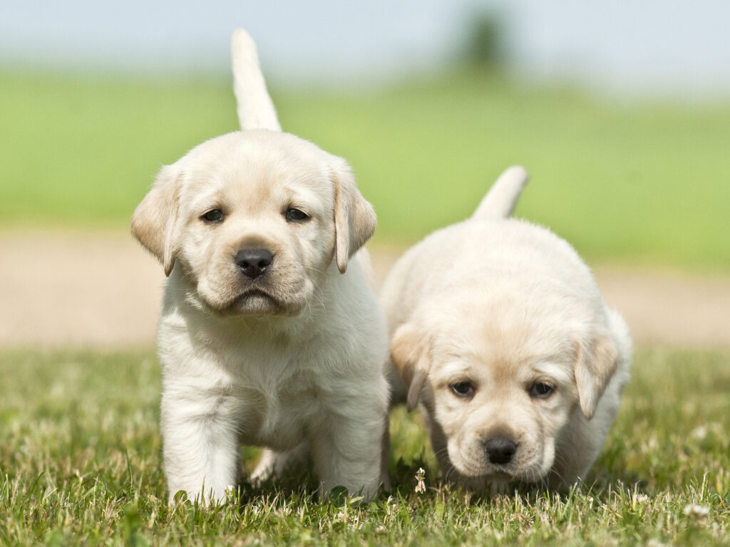 Dog training for puppies with separation anxiety: