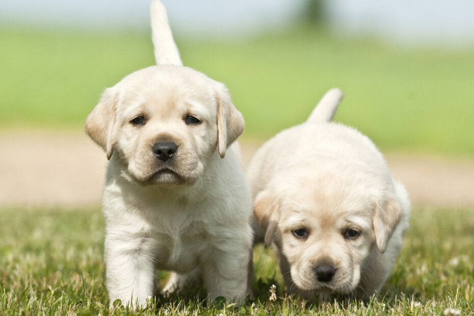 Dog training for puppies with separation anxiety: