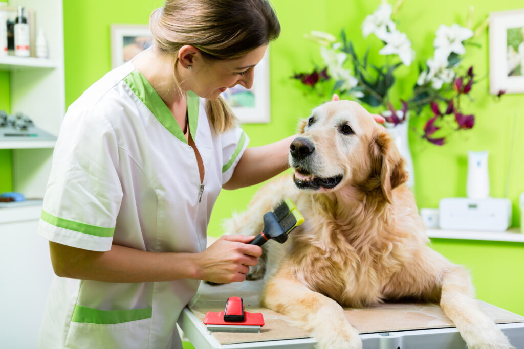 View of Best Brush for Golden Retrievers: Ultimate Grooming Guide - DOGS & CATS HQ
