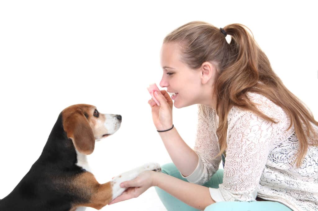 Dog training in Dubai